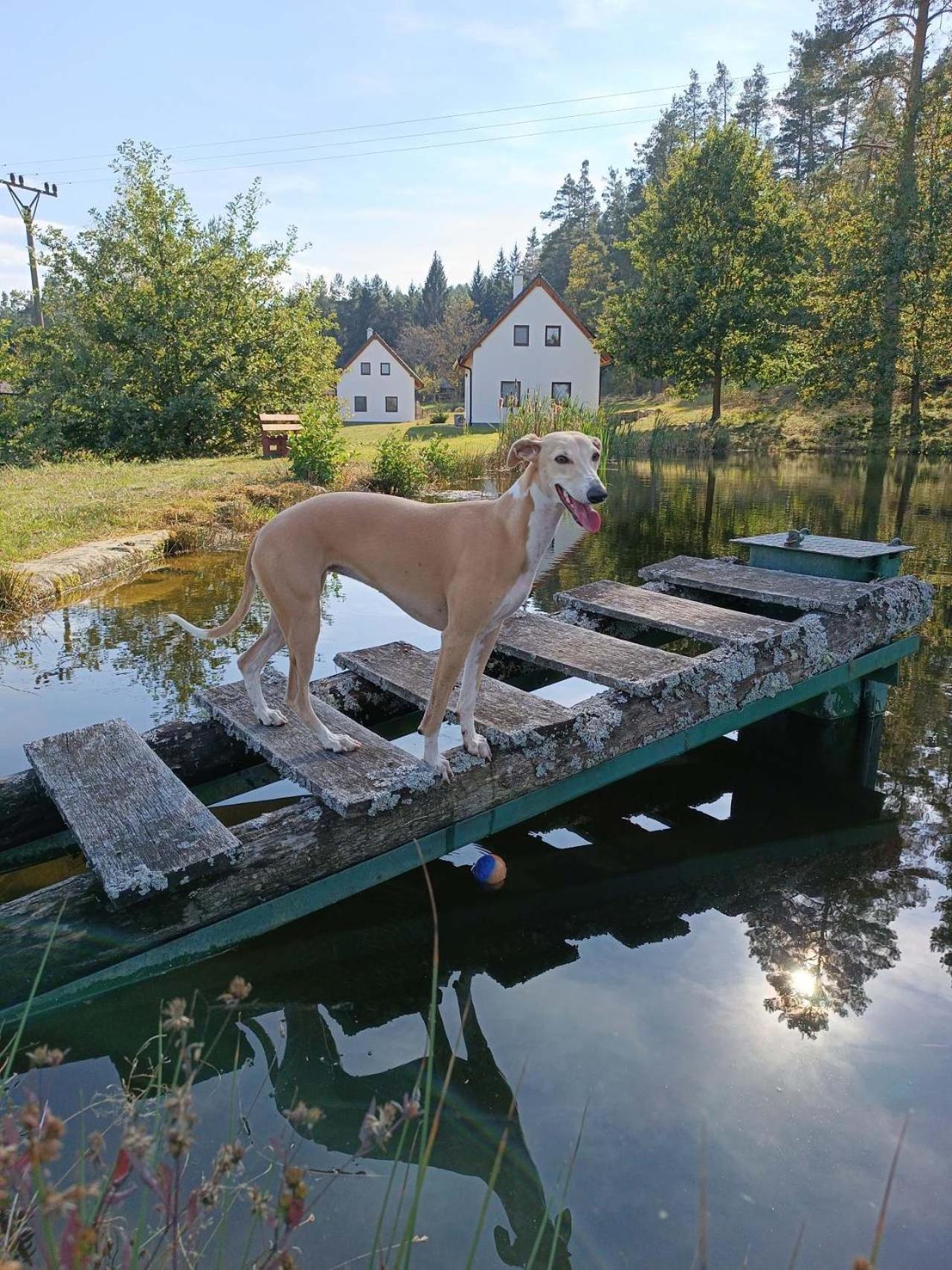 Holiday home Klidna Lokalita Na Kraji Lesa, Cely Dum S Uschovnu Kol Nova Bystrice