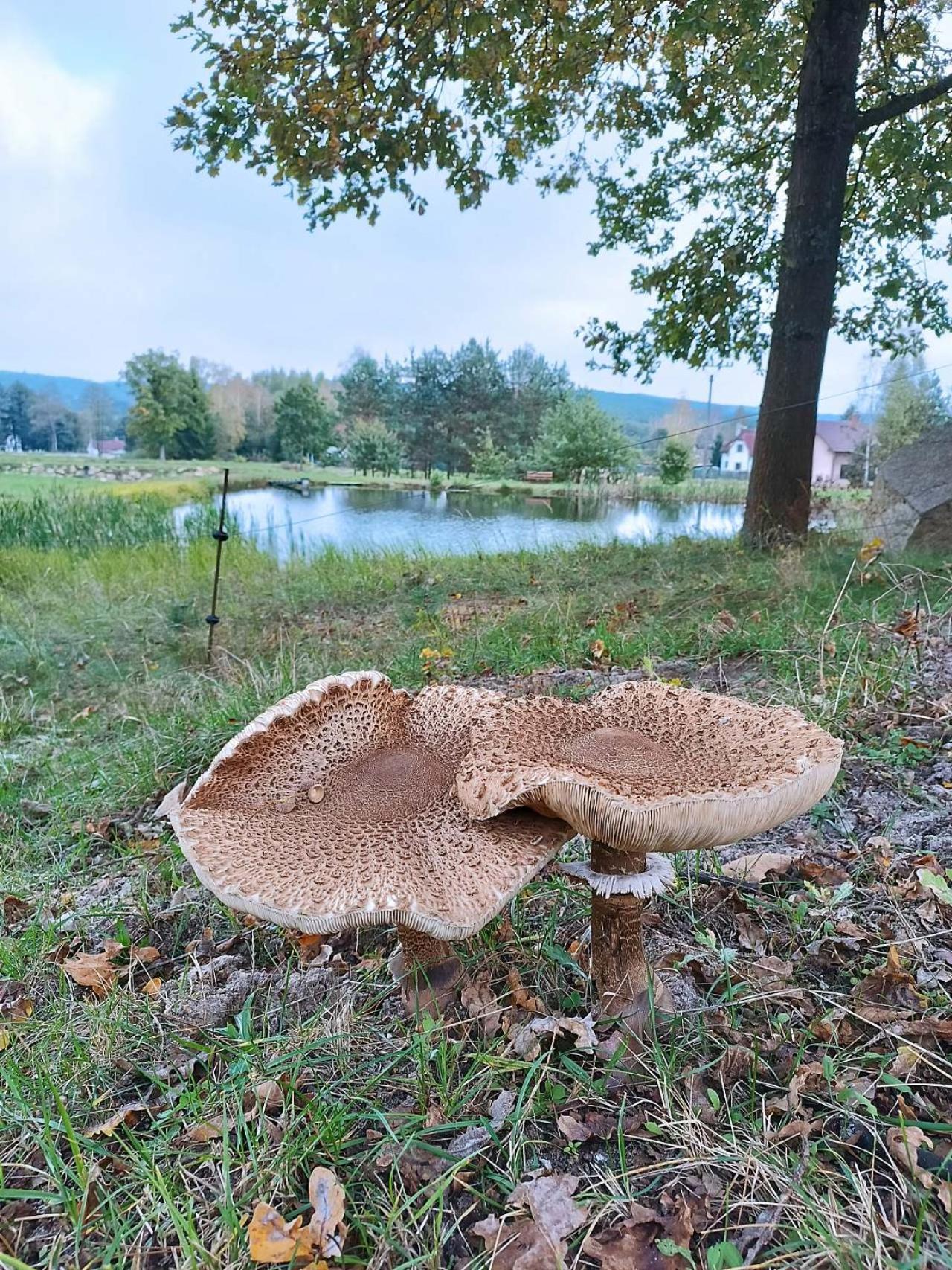 Klidna Lokalita Na Kraji Lesa, Cely Dum S Uschovnu Kol Nová Bystřice
